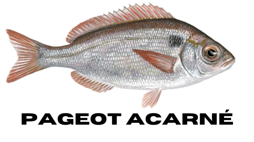 Poisson chasse sous marine pageot acarne