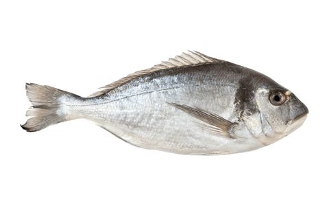 Daurade royale, poisson chassable en chasse sous-marine