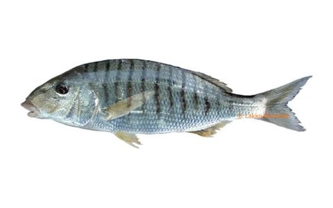 Marbré, poisson chassable en chasse sous-marine
