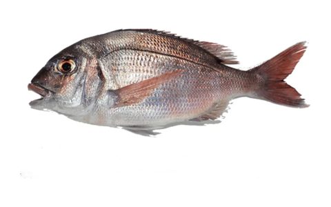 Pagre, poisson chassable en chasse sous-marine