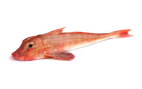 Rouget barbet, poisson chassable en chasse sous-marine