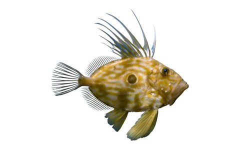 Saint-Pierre, poisson chassable en chasse sous-marine