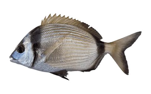 Sar à tête noire, poisson chassable en chasse sous-marine