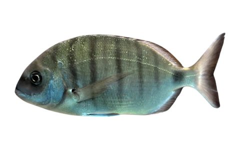 Sar commun, poisson chassable en chasse sous-marine