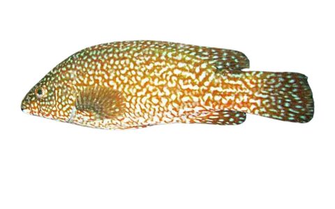 Vieille, poisson chassable en chasse sous-marine